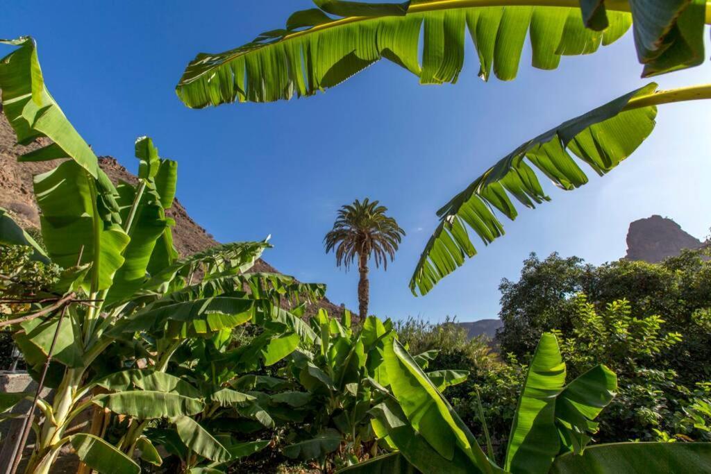 Vivienda Vacacional La Finca Los Palmitos Dış mekan fotoğraf