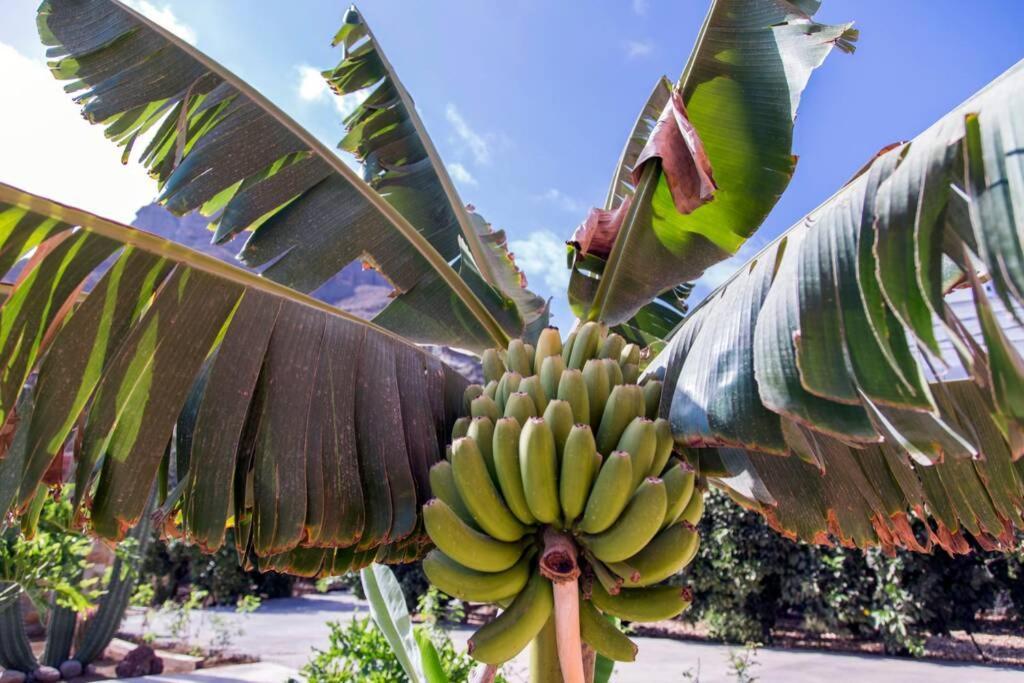 Vivienda Vacacional La Finca Los Palmitos Dış mekan fotoğraf